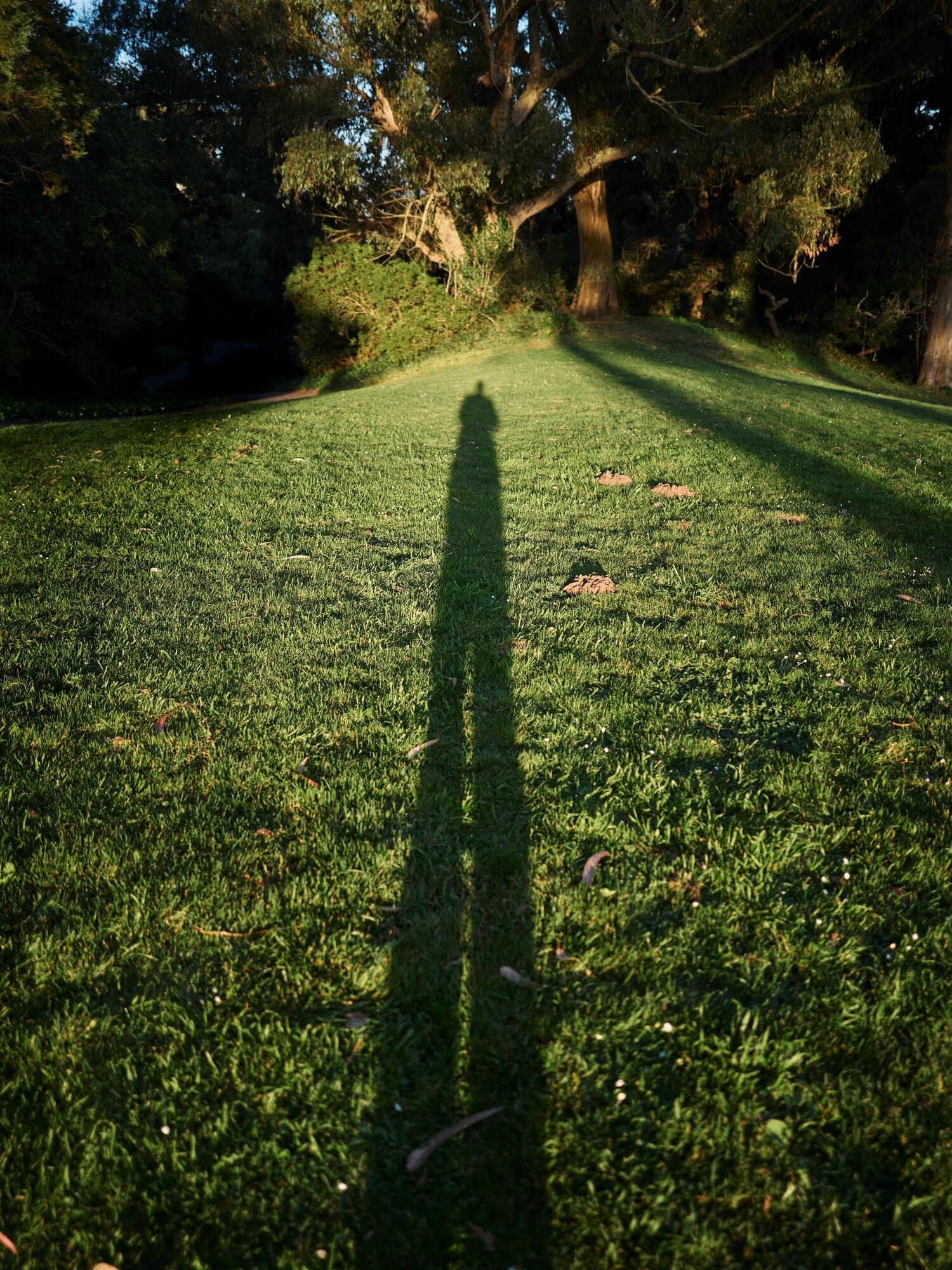 Jason Bowman, writer, long shadow portrait outdoors