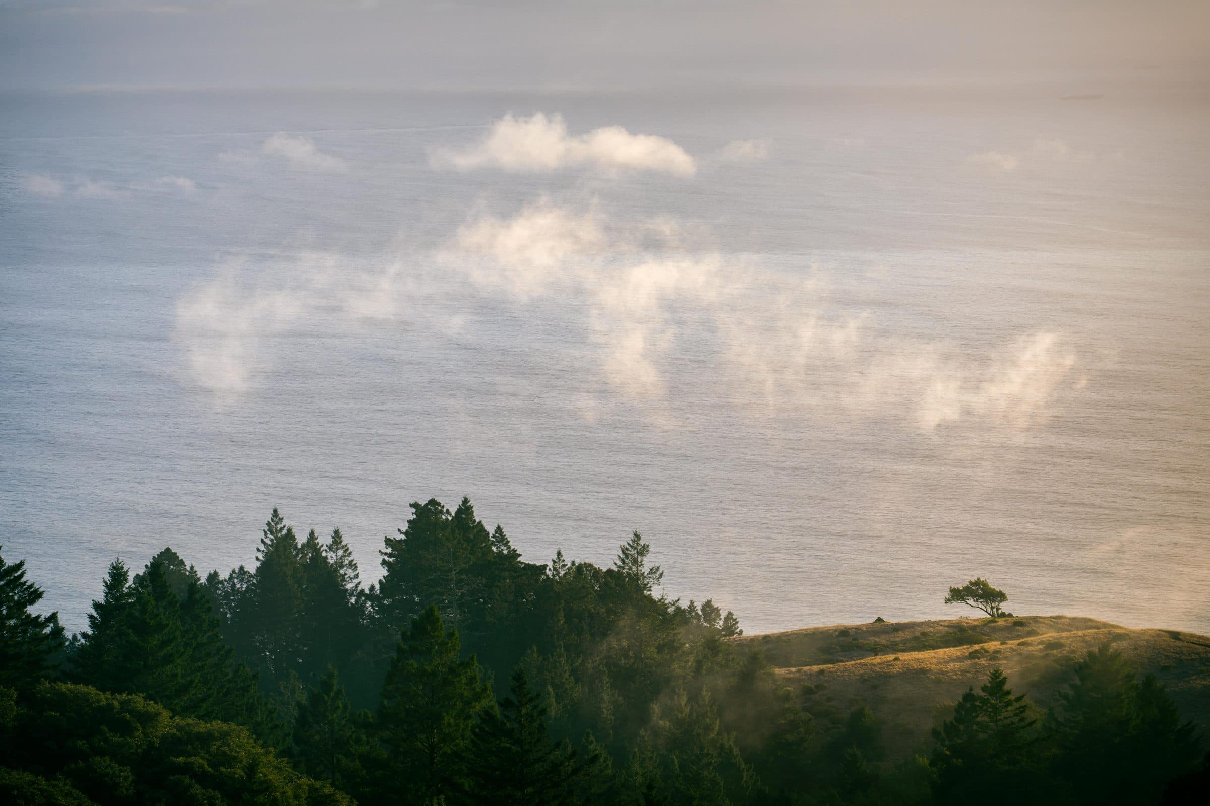 Wisps of fog over the ocean above a forested ridge and a lone tree, fine art photograph by Jason Bowman