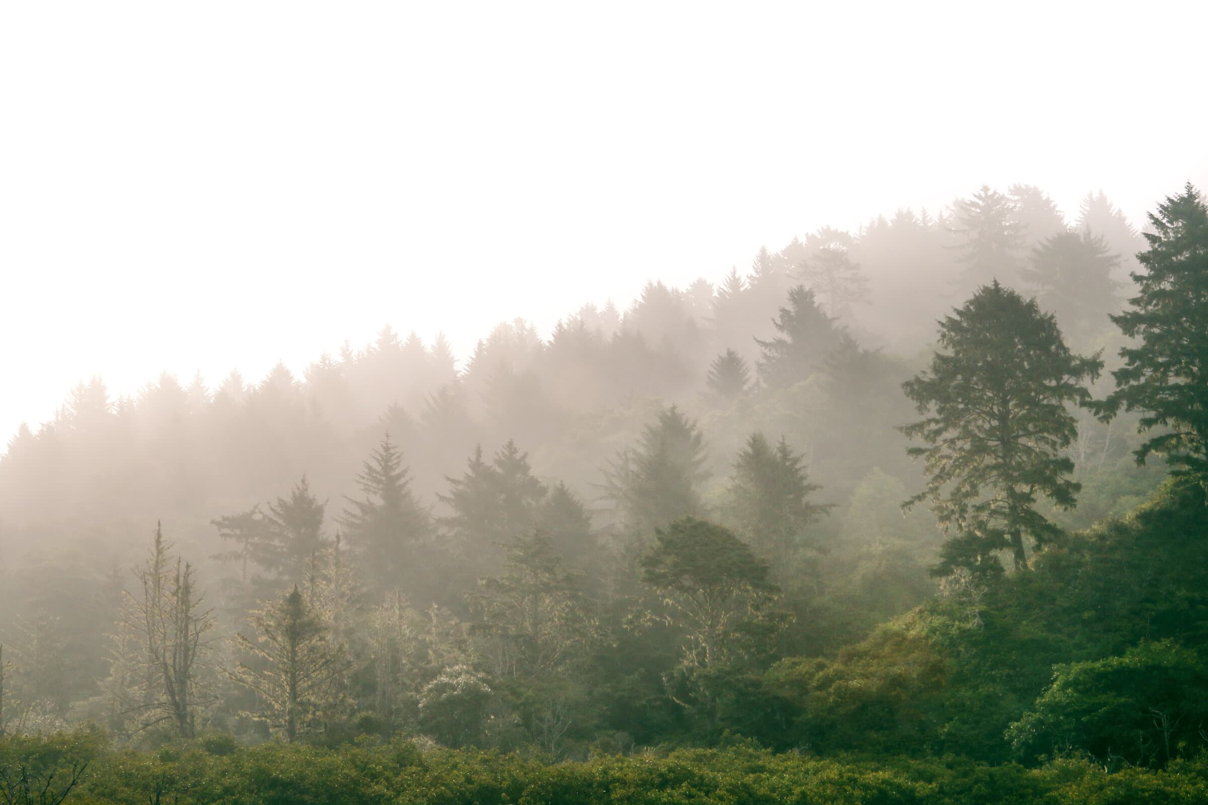 Foggy forested hillside in soft light, fine art photograph by Jason Bowman