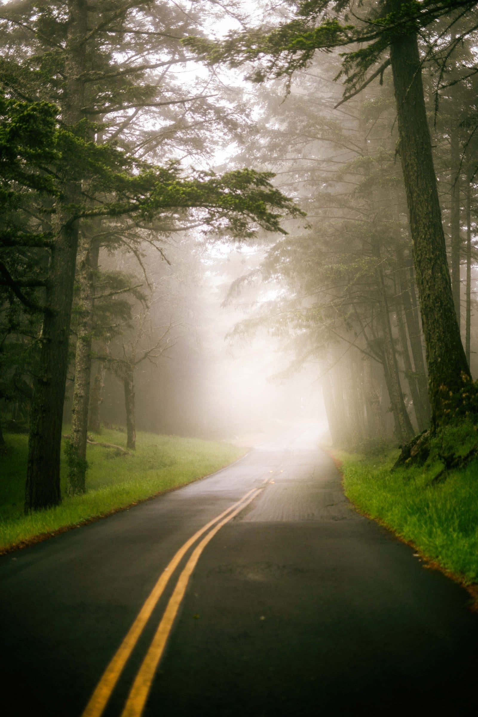 A two-lane road disappearing into fog beneath tall trees, fine art photograph by Jason Bowman