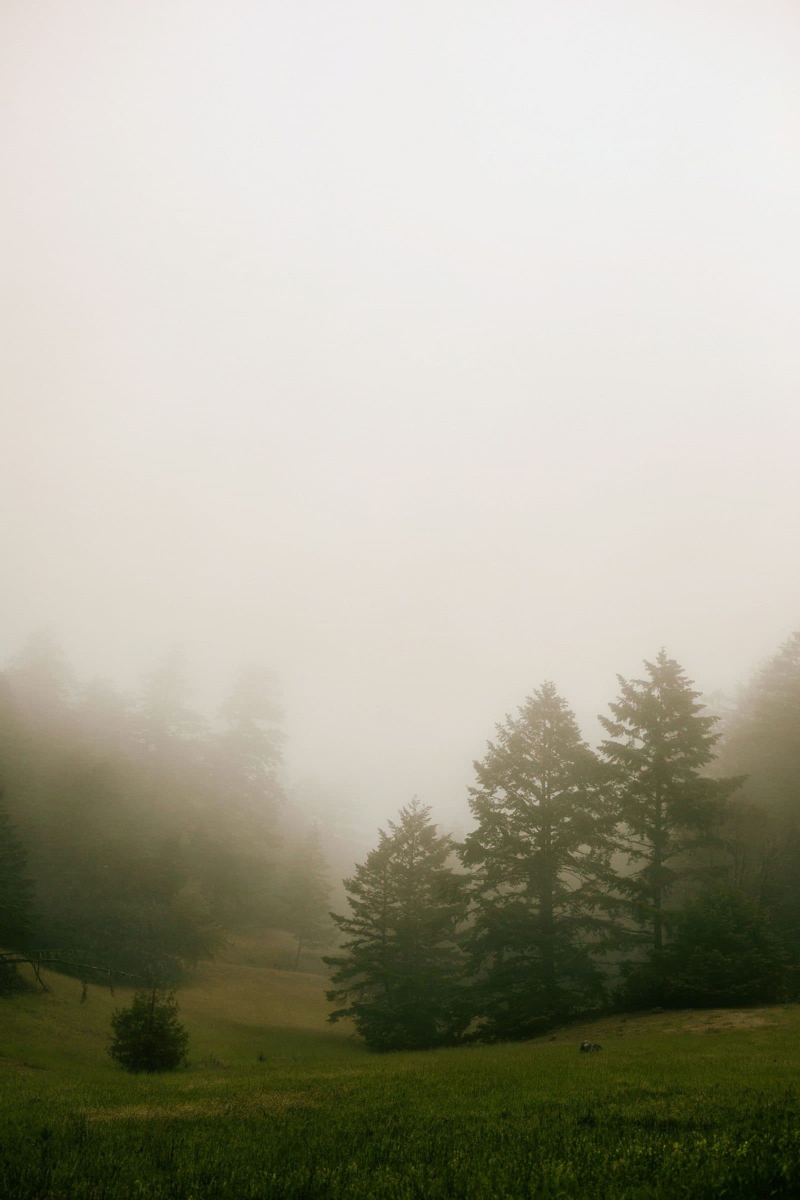 Fir trees at the edge of a meadow in thick fog, fine art photograph by Jason Bowman