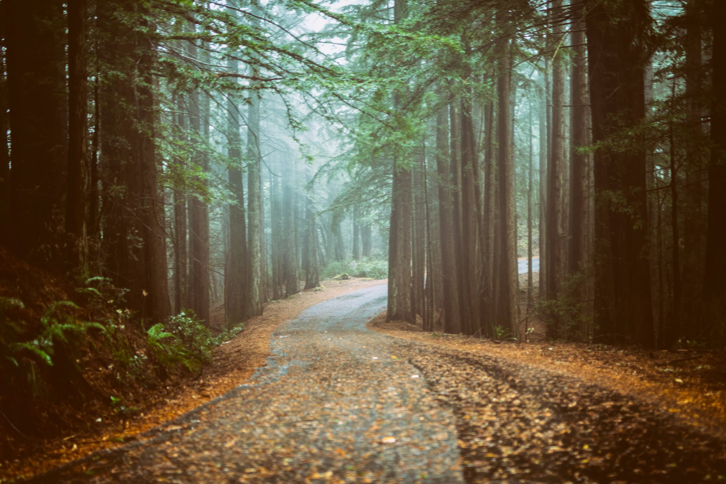 A road winding through a foggy redwood forest, fine art photograph by Jason Bowman