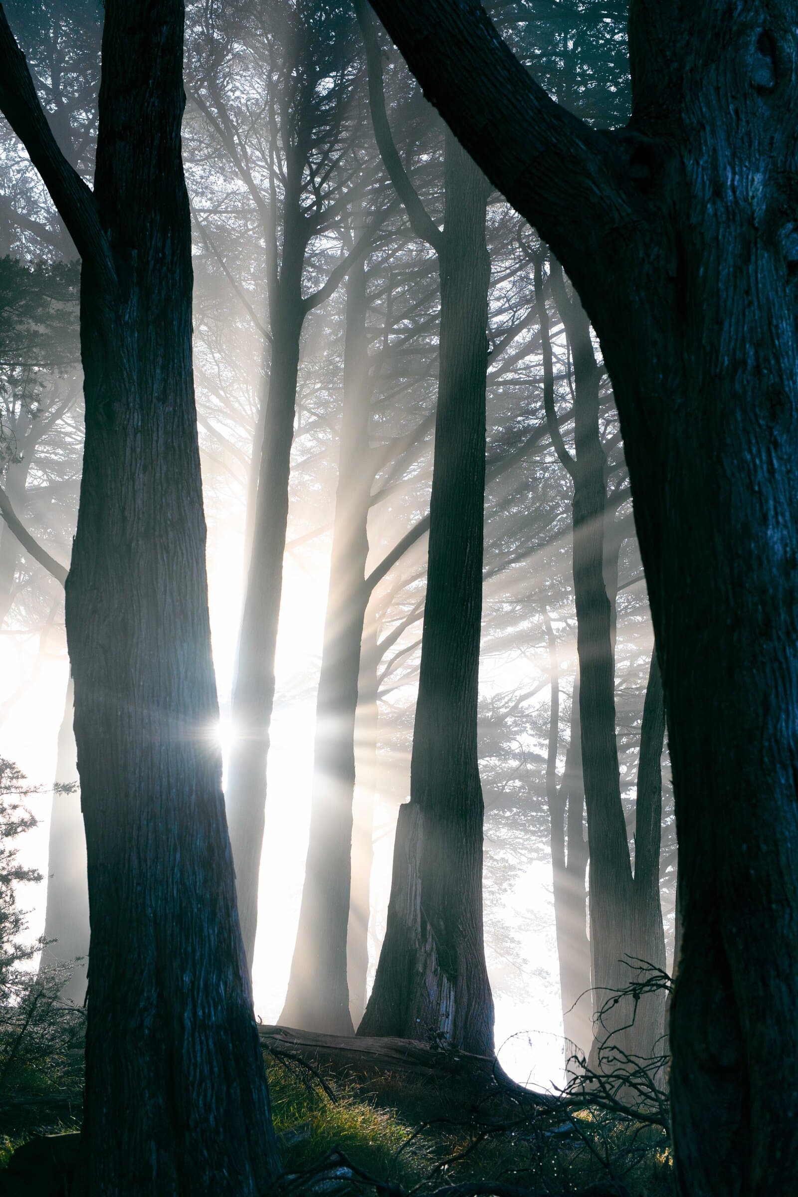Sunbeams filtering through a dark forest, fine art photograph by Jason Bowman