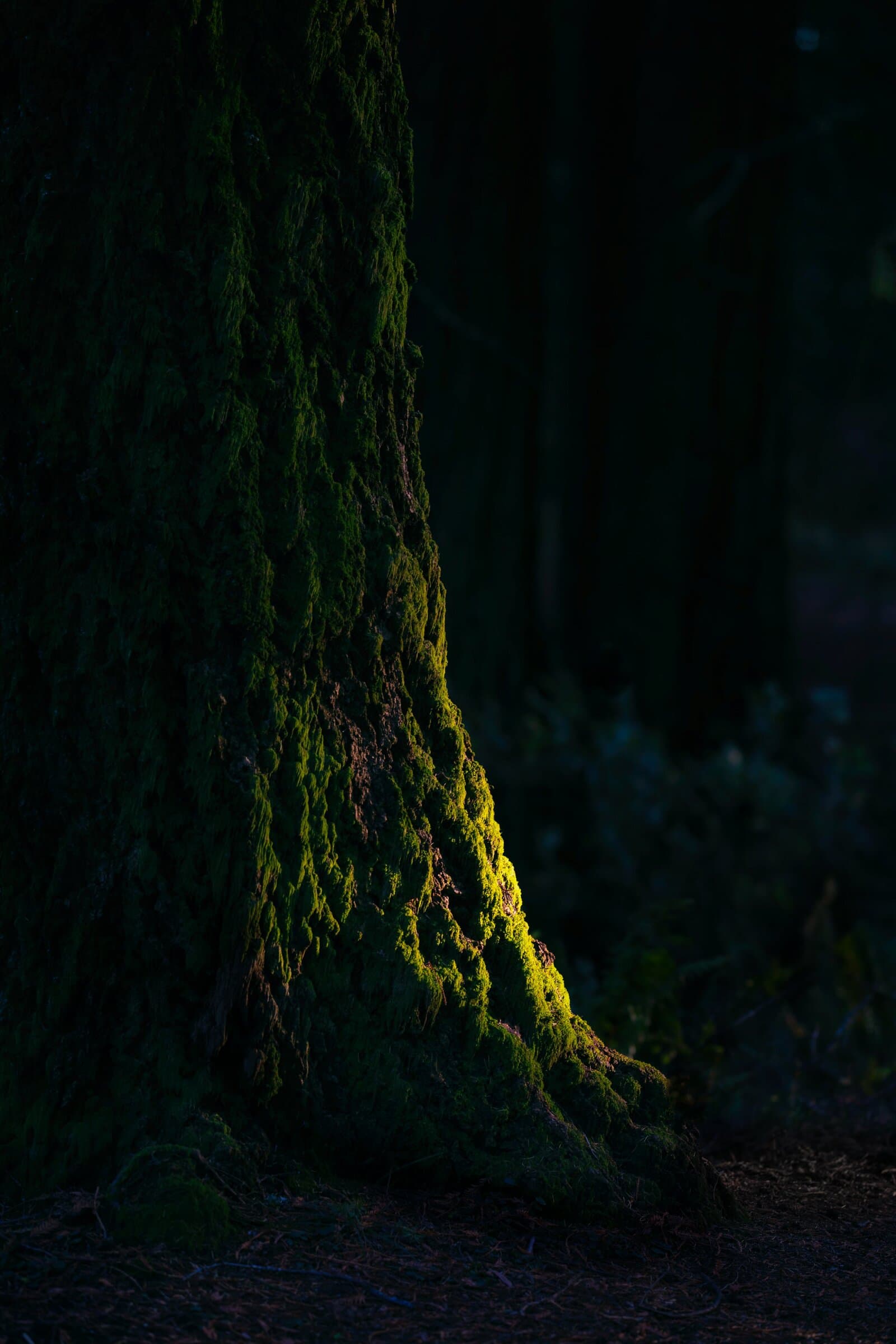 Moss-covered redwood trunk lit in shadow, fine art photograph by Jason Bowman