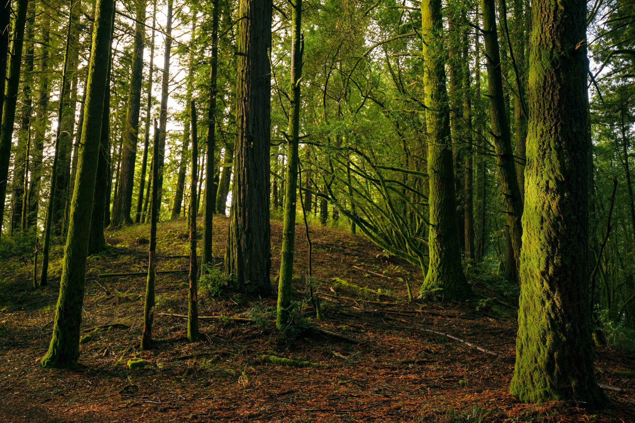 Moss-covered trees on a forest knoll in late light, fine art photograph by Jason Bowman