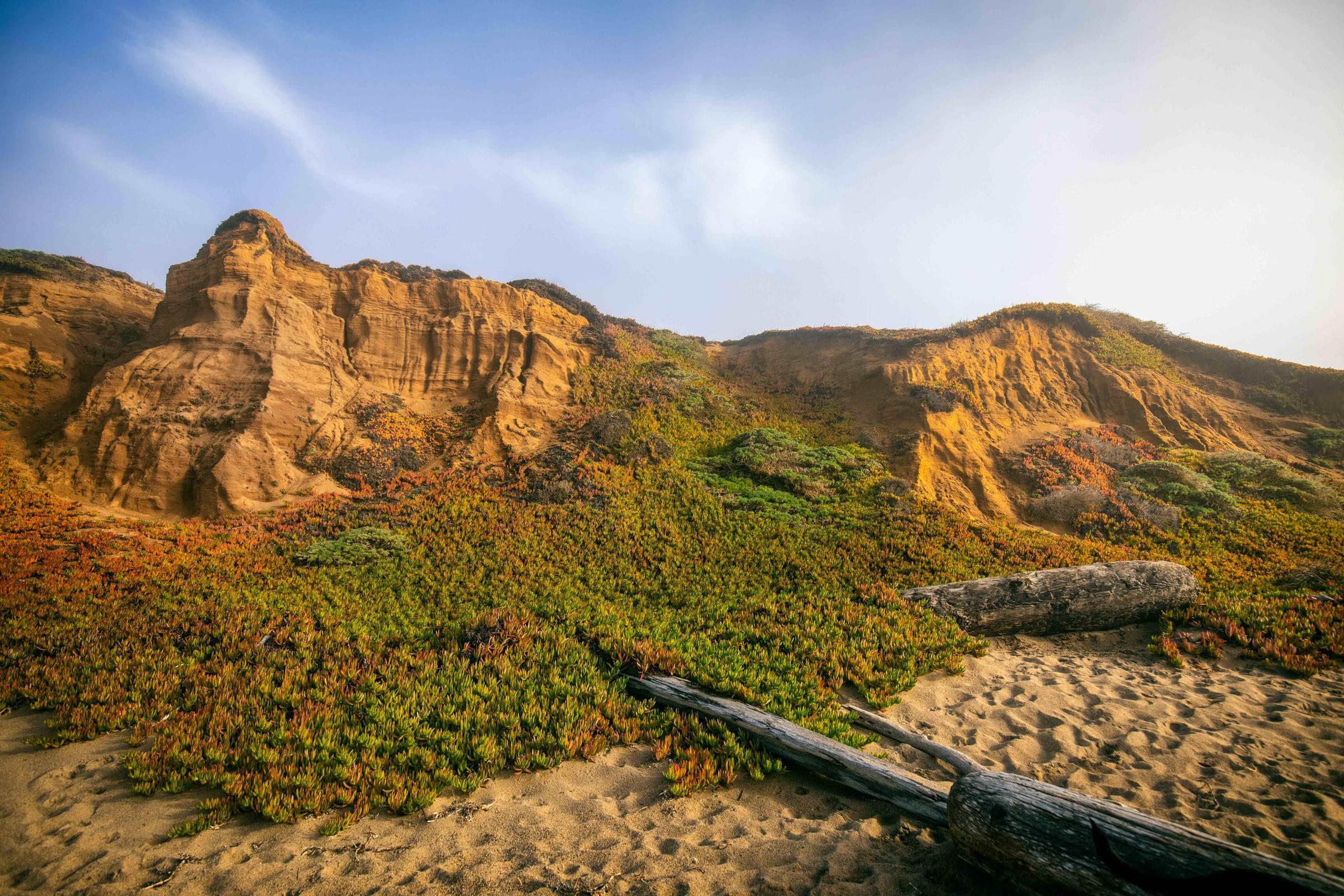 Golden sandstone cliffs above ice plant and driftwood on a beach, fine art photograph by Jason Bowman