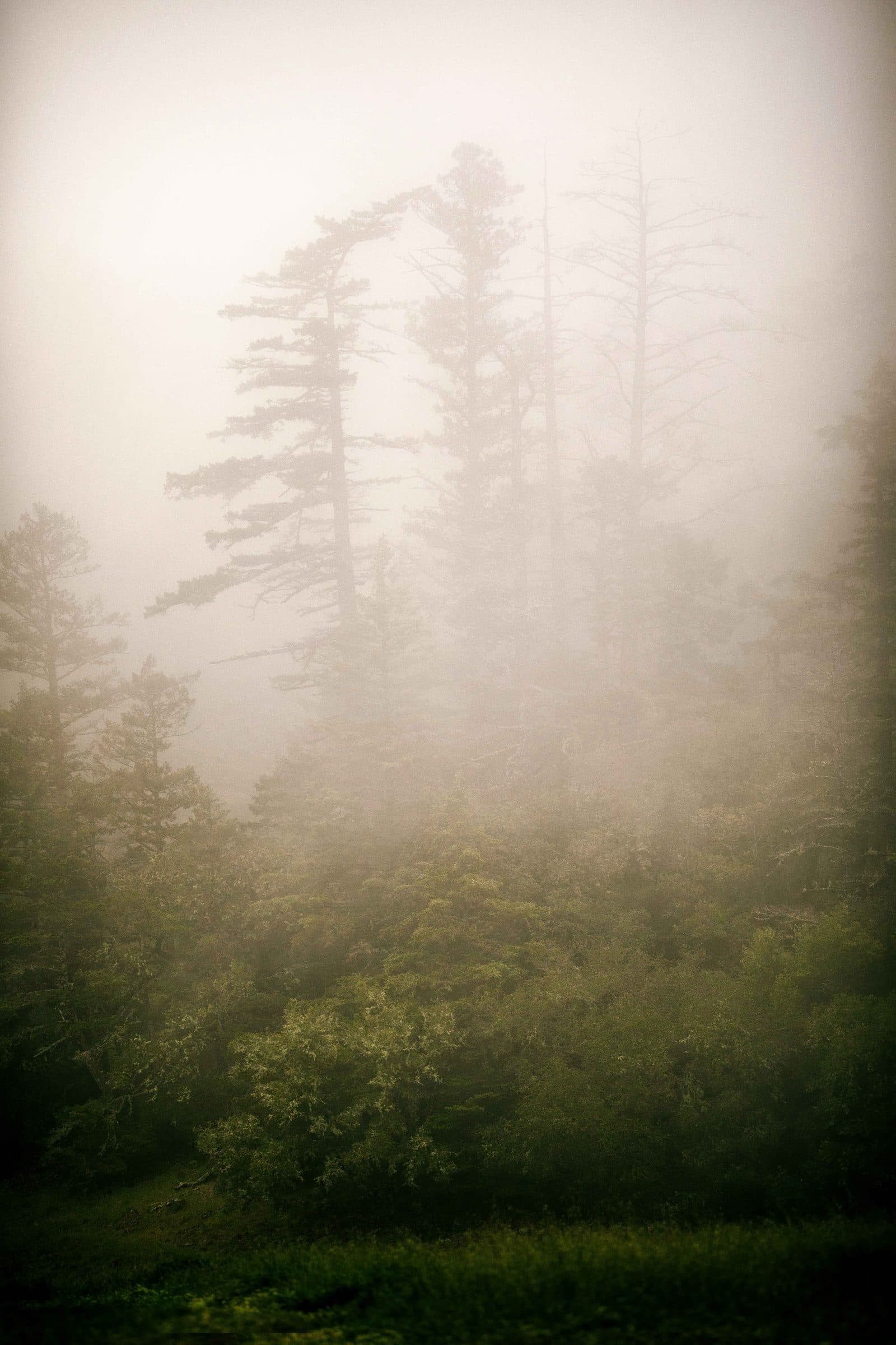 Tall trees emerging from fog above a forested slope, fine art photograph by Jason Bowman